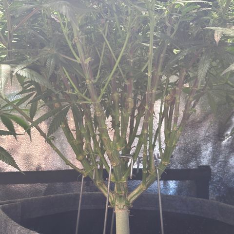 Lemon Cherry Gelato 🍋🍒 growlog timeline photo