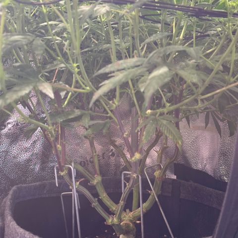 Watermelon Zkittlez 🍉🍭 growlog timeline photo