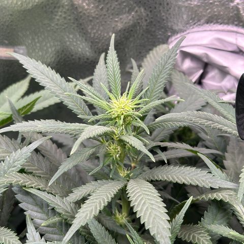 Lemon Cherry Gelato 🍋🍒 growlog timeline photo