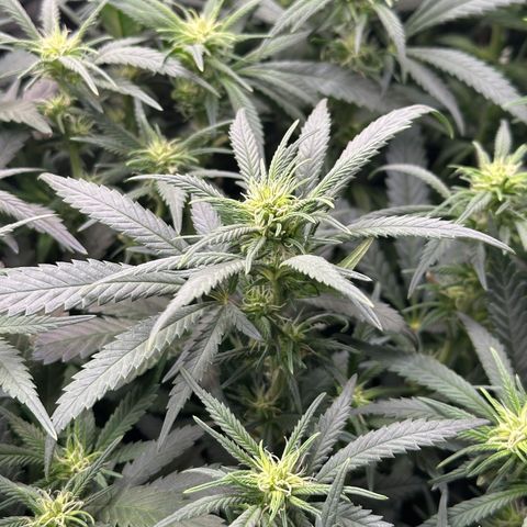 Lemon Cherry Gelato 🍋🍒 growlog timeline photo
