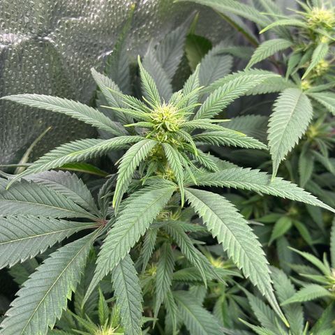 Pineapple Express 🍍 growlog timeline photo