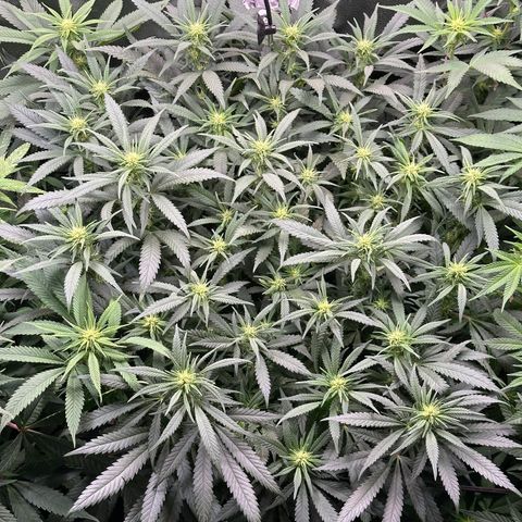 Lemon Cherry Gelato 🍋🍒 growlog timeline photo