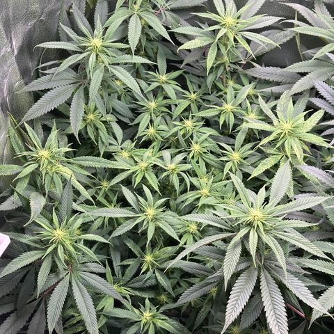 Pineapple Express 🍍 growlog timeline photo