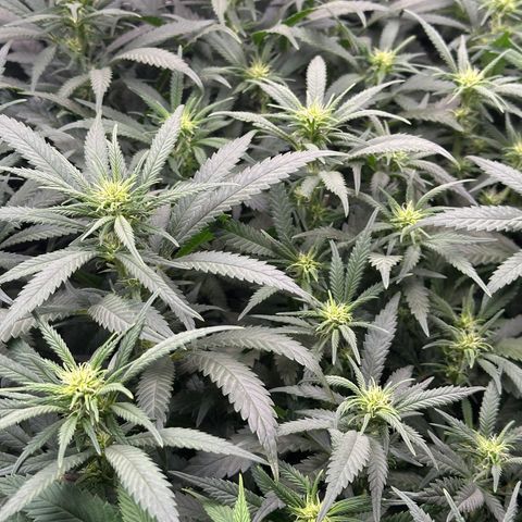 Lemon Cherry Gelato 🍋🍒 growlog timeline photo