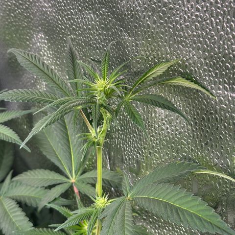 Watermelon Zkittlez 🍉🍭 growlog timeline photo