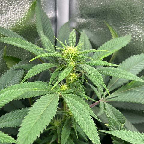 Pineapple Express 🍍 growlog timeline photo