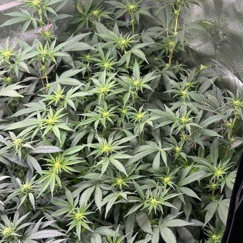 Watermelon Zkittlez 🍉🍭 growlog timeline photo