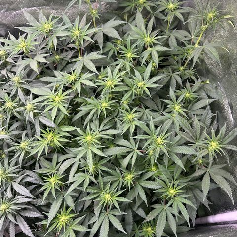 Watermelon Zkittlez 🍉🍭 growlog timeline photo
