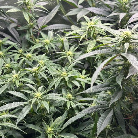 Pineapple Express 🍍 growlog timeline photo