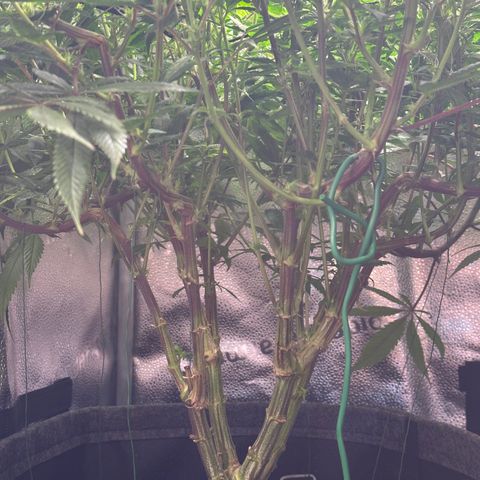 Pineapple Express 🍍 growlog timeline photo