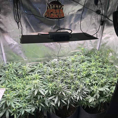 Lemon Cherry Gelato 🍋🍒 growlog photo: L: PE / M: LCG / R: WZ