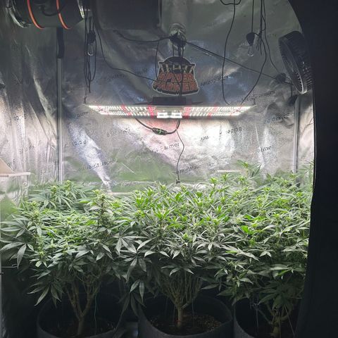 Lemon Cherry Gelato 🍋🍒 growlog photo: L: PE / M: LCG / R: WZ