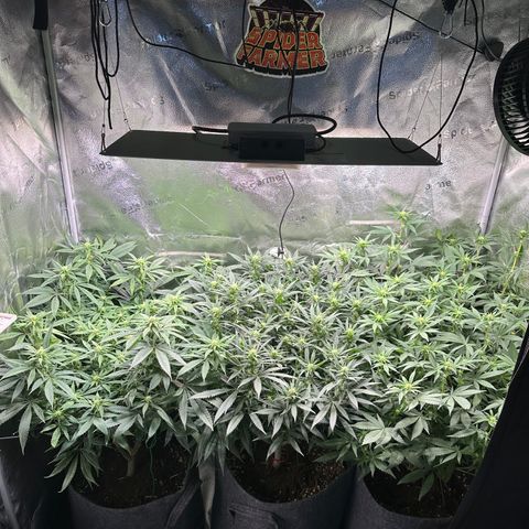 Lemon Cherry Gelato 🍋🍒 growlog photo: L: PE / M: LCG / R: WZ