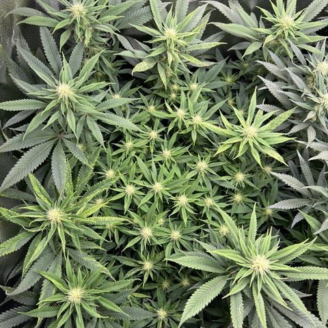 Pineapple Express 🍍 growlog timeline photo