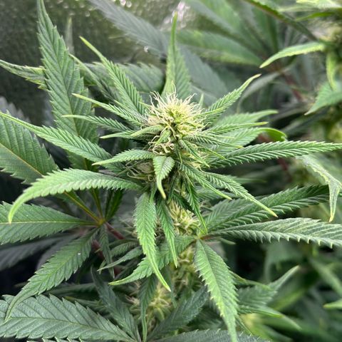 Pineapple Express 🍍 growlog timeline photo