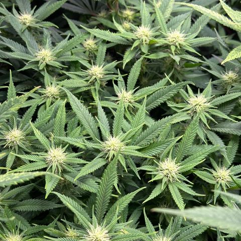 Pineapple Express 🍍 growlog timeline photo