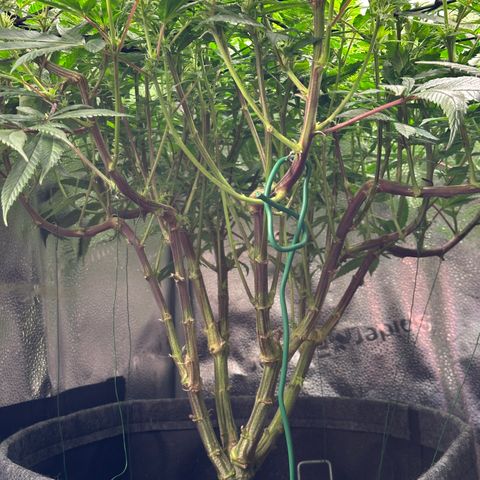 Pineapple Express 🍍 growlog timeline photo