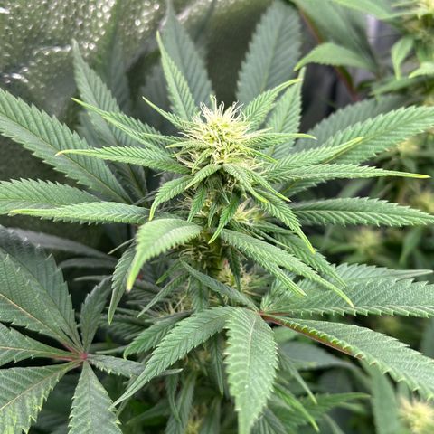 Pineapple Express 🍍 growlog timeline photo
