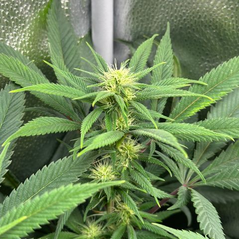 Pineapple Express 🍍 growlog timeline photo