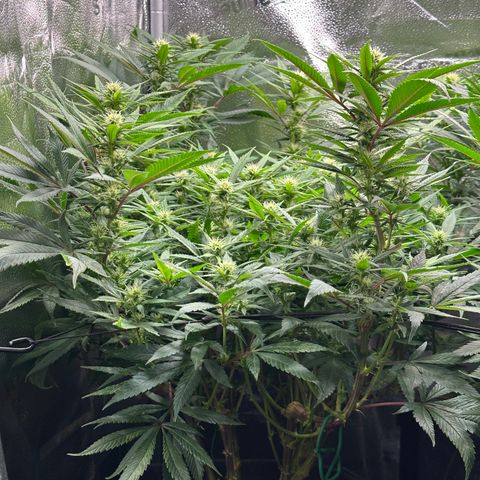 Pineapple Express 🍍 growlog timeline photo