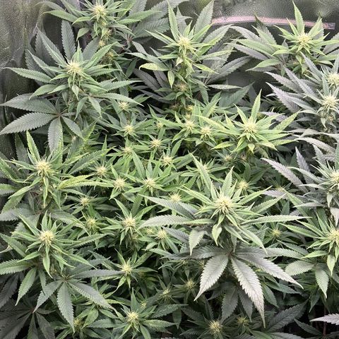 Pineapple Express 🍍 growlog timeline photo