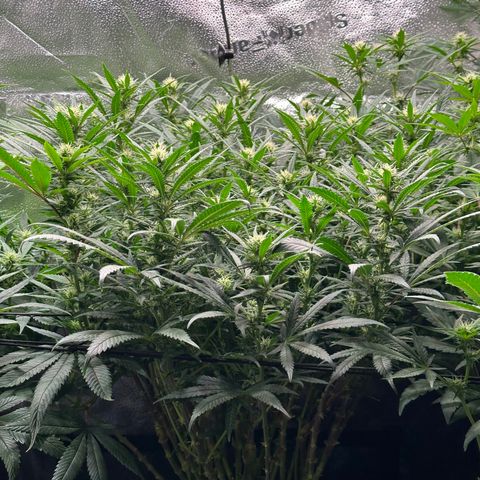 Lemon Cherry Gelato 🍋🍒 growlog timeline photo