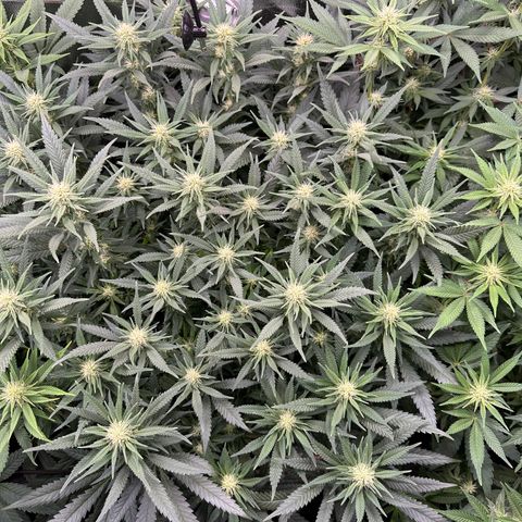 Lemon Cherry Gelato 🍋🍒 growlog timeline photo