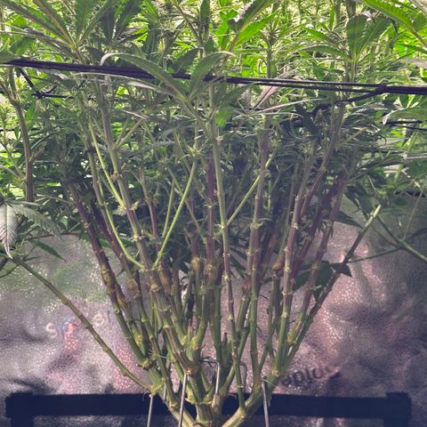 Lemon Cherry Gelato 🍋🍒 growlog timeline photo