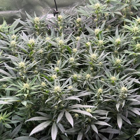 Lemon Cherry Gelato 🍋🍒 growlog timeline photo