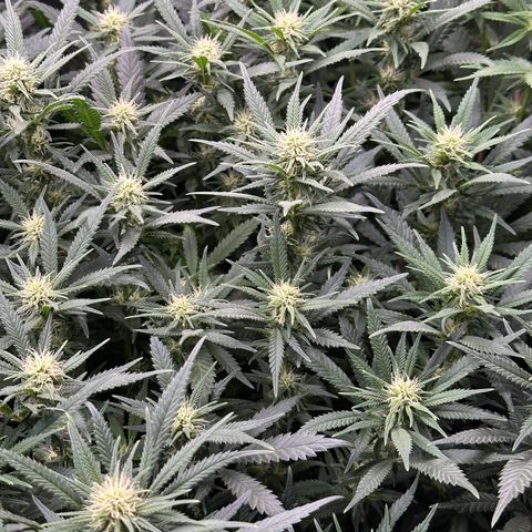 Lemon Cherry Gelato 🍋🍒 growlog timeline photo
