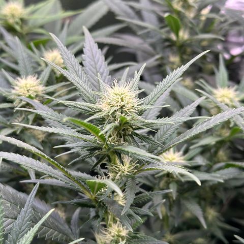 Lemon Cherry Gelato 🍋🍒 growlog timeline photo