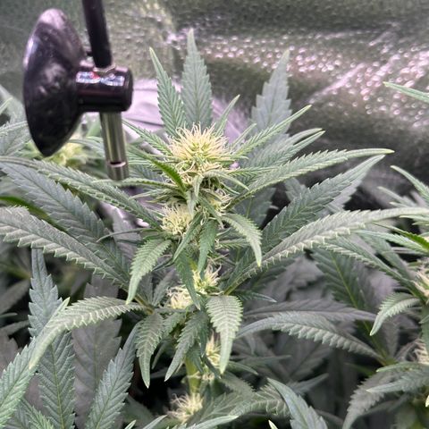 Lemon Cherry Gelato 🍋🍒 growlog timeline photo