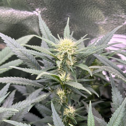 Lemon Cherry Gelato 🍋🍒 growlog timeline photo
