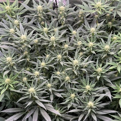 Lemon Cherry Gelato 🍋🍒 growlog timeline photo