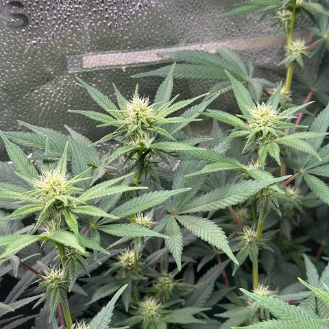 Watermelon Zkittlez 🍉🍭 growlog timeline photo