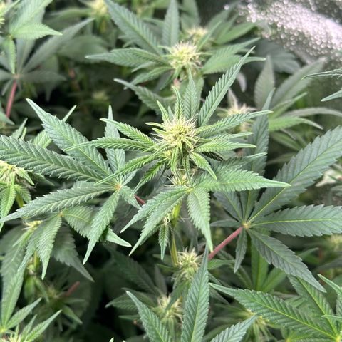 Watermelon Zkittlez 🍉🍭 growlog timeline photo