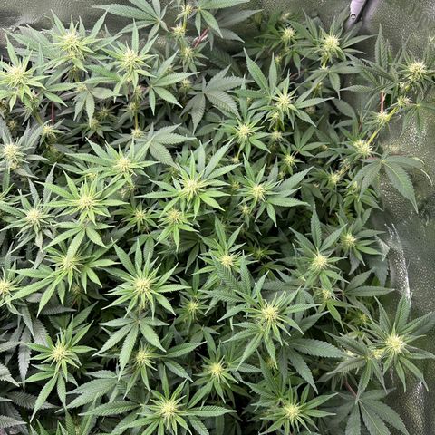 Watermelon Zkittlez 🍉🍭 growlog timeline photo