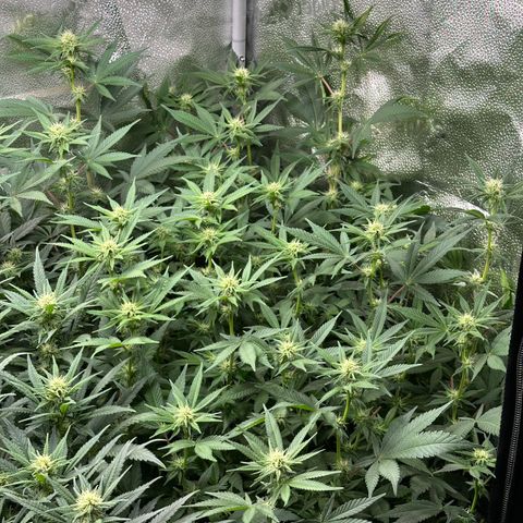 Watermelon Zkittlez 🍉🍭 growlog timeline photo