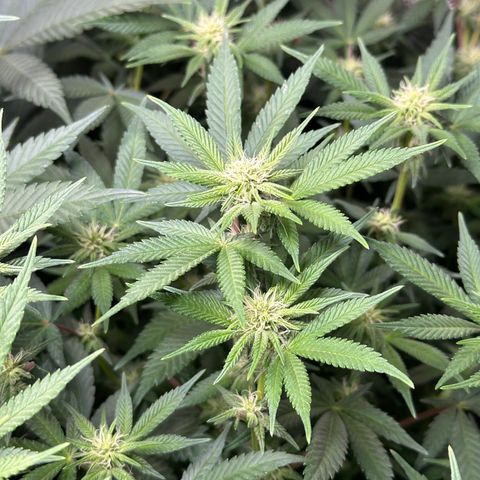 Watermelon Zkittlez 🍉🍭 growlog timeline photo