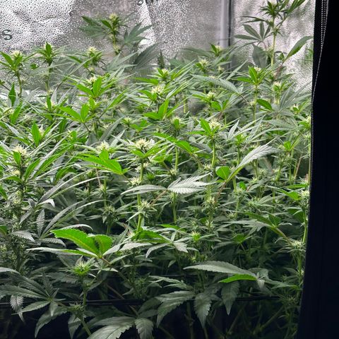 Watermelon Zkittlez 🍉🍭 growlog timeline photo