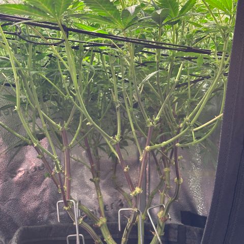 Watermelon Zkittlez 🍉🍭 growlog timeline photo