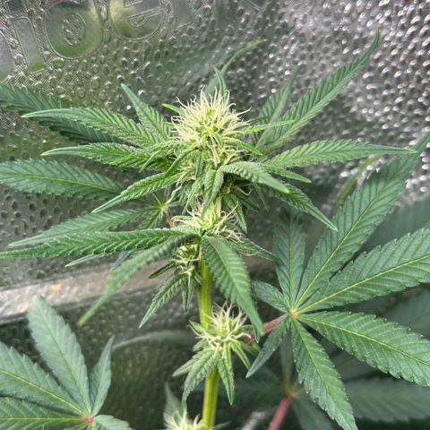 Watermelon Zkittlez 🍉🍭 growlog timeline photo