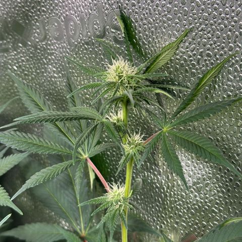 Watermelon Zkittlez 🍉🍭 growlog timeline photo
