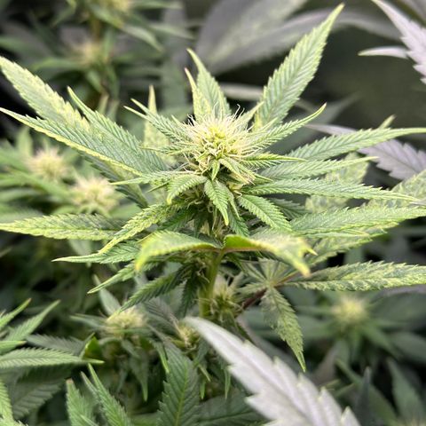 Pineapple Express 🍍 growlog timeline photo