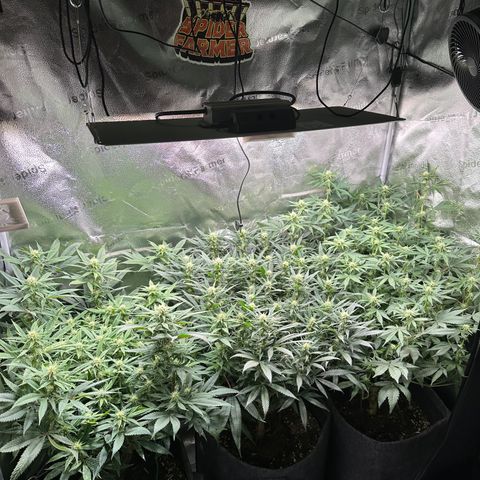 Lemon Cherry Gelato 🍋🍒 growlog photo: PE: L / LCG: M / WZ: R