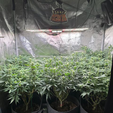 Lemon Cherry Gelato 🍋🍒 growlog photo: PE: L / LCG: M / WZ: R