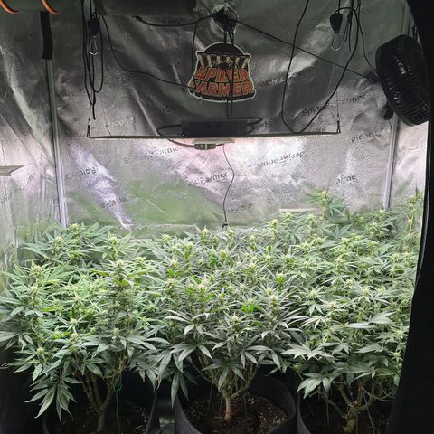 Lemon Cherry Gelato 🍋🍒 growlog photo: PE: L / LCG: M / WZ: R