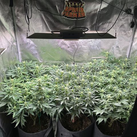 Lemon Cherry Gelato 🍋🍒 growlog photo: PE: L / LCG: M / WZ: R