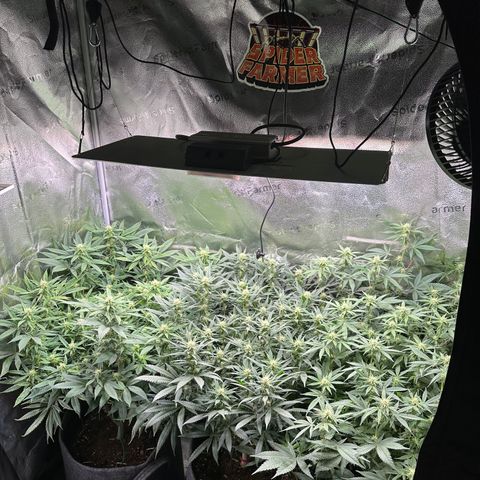 Lemon Cherry Gelato 🍋🍒 growlog photo: PE: L / LCG: M / WZ: R