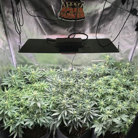 Lemon Cherry Gelato 🍋🍒 growlog photo: PE: L / LCG: M / WZ: R